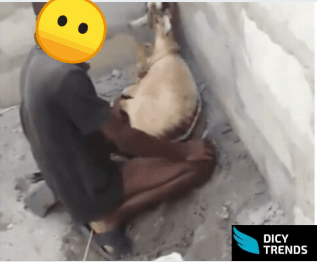 Read more about the article 20-year-old Boy C@ught Sleeping With A Pregnant Goat.