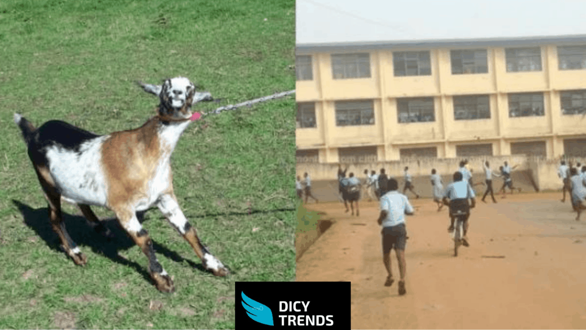 Read more about the article 3 Students of Adventist SHS deboardinized for stealing their house master’s goat